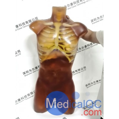 CT-A01成人軀干模體