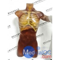 CT-A01成人軀干模體